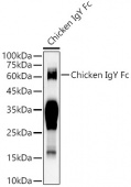 Rabbit Anti-Chicken IgY Fc (AS089)