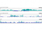 TriMethyl-Histone H3-K27 Rabbit mAb (A22396)