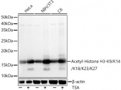 Acetyl-Histone H3-K9/K14/K18/K23/K27 Rabbit pAb (A21299)