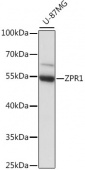 ZPR1 Rabbit pAb (A15746)