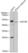 ZNF785 Rabbit pAb (A7610)