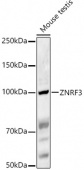 ZNRF3 Rabbit pAb (A16026)