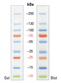 10-250 Kda Prestained Protein Ladder Page Ruler Protein Marker Indicator