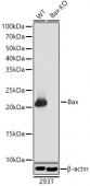 [KO Validated] Bax Rabbit mAb (A18642)