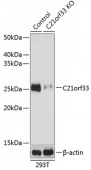 [KO Validated] C21orf33 Rabbit pAb (A19971)