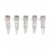 SweScript RT II First Strand CDNA Synthesis Kit