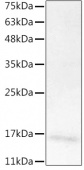 Recombinant Mouse IL-7 Protein (RP02519)