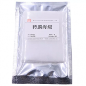 G6002-2 Western Blot Protein Transfer Sponge 2pcs