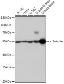 α-Tubulin Rabbit pAb (AC007)