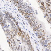 Anti -ADRA1B Rabbit pAb