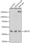 ZNF70 Rabbit pAb (A16072)