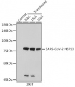 SARS-CoV-2 NSP13 Rabbit pAb (A20311)