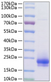 Active Recombinant Human Flt4 ligand/VEGF-C Protein (RP01173)