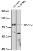 ZSCAN2 Rabbit pAb (A17173)