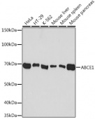 ABCE1 Rabbit mAb (A9135)