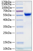 Active Recombinant Human Ephrin-A4/EFNA4 Protein (RP00143)