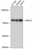 ABCG2 Rabbit mAb (A17908)