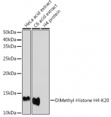 DiMethyl-Histone H4-K20 Rabbit pAb (A2371)