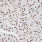 ZNF177 Rabbit pAb (A14802)