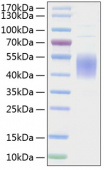 Recombinant Mouse B7-1/CD80 Protein (RP01230)