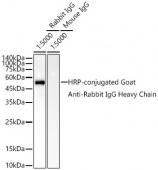 HRP-conjugated Goat Anti-Rabbit IgG Heavy Chain (AS063)