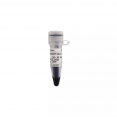 Prestained Protein Marker III (12-190 KDa) for Gel Electrophoresis Protein Ladder Reagent