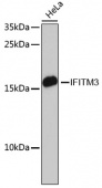 [KO Validated] IFITM3 Rabbit pAb (A13070)
