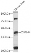 ZNF644 Rabbit pAb (A16154)