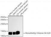 MonoMethyl-Histone H4-K20 Rabbit pAb (A20823)