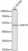 ZNF19 Rabbit pAb (A15328)
