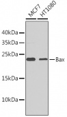 [KO Validated] Bax Rabbit pAb (A11550)