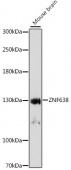 ZNF638 Rabbit pAb (A15821)