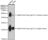 Rabbit Anti-Goat IgG (H+L) (AS081)