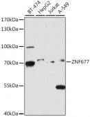 ZNF677 Rabbit pAb (A16183)