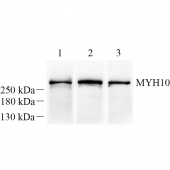 GB121187 Anti -non-muscle Myosin IIB/MYH10 Mouse Monoclonal Antibody