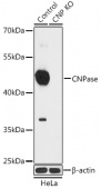 [KO Validated] CNPase Rabbit pAb (A18009)