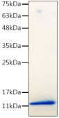 Recombinant Mouse IGF-I Protein (RP02524)