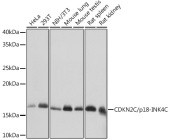 [KO Validated] CDKN2C/p18-INK4C Rabbit mAb (A8751)
