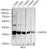 HRP Donkey Anti-Mouse IgG (H+L) (AS033)
