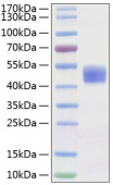 Active Recombinant Human CD24 Protein (RP01229)