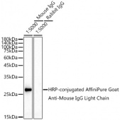 HRP-conjugated  Goat Anti-Mouse IgG Light Chain (AS062)