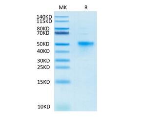 Biotinylated Recombinant Human TNFRSF4/OX40/CD134 Protein (RP02466)