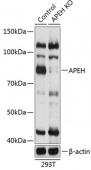 [KO Validated] APEH Rabbit pAb (A19879)