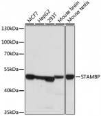 [One Step]STAMBP Antibody Kit (RK05711)