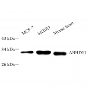 Anti -ABHD11 Rabbit pAb