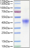 Recombinant Human TNFRSF4/OX40/CD134 Protein (RP01357)