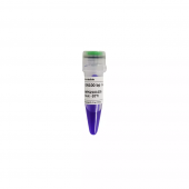 GN100bp DNA Ladder II Nucleic Acid Electrophoresis Marker