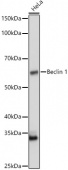 [KO Validated] Beclin 1 Rabbit pAb (A21695)