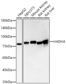 [KO Validated] HADHA Rabbit mAb (A23892)