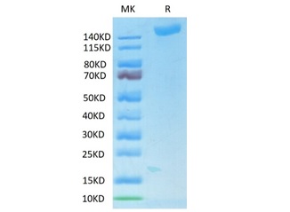 Biotinylated Recombinant SARS-COV-2 Spike S1+S2 ECD(S-ECD) Trimer Protein (RP02331)